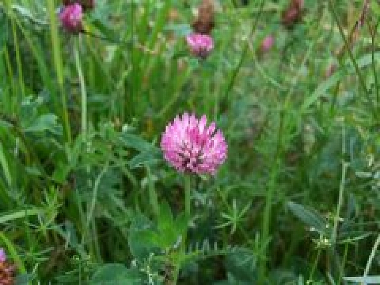 Šodien Uzvaras parka pļavās notiks Latvijas daiļpļāvēju sacensības