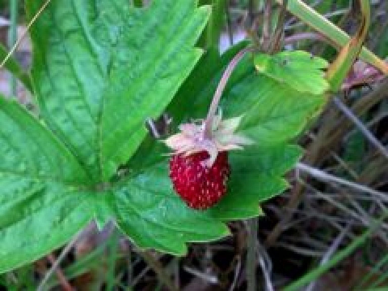 Šodien pie Spices notiek Zemeņu festivāls