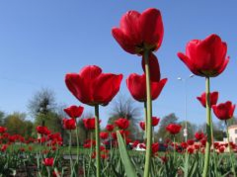 No šodienas LU Botāniskajā dārzā apskatāma dekoratīvo augu un dārzu dizaina izstāde