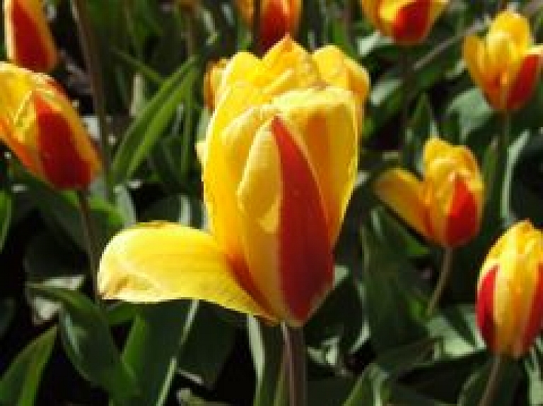 Jūlijā Rīgā notiks gada lielākie dārza svētki - "Ziedu Balle 2010"