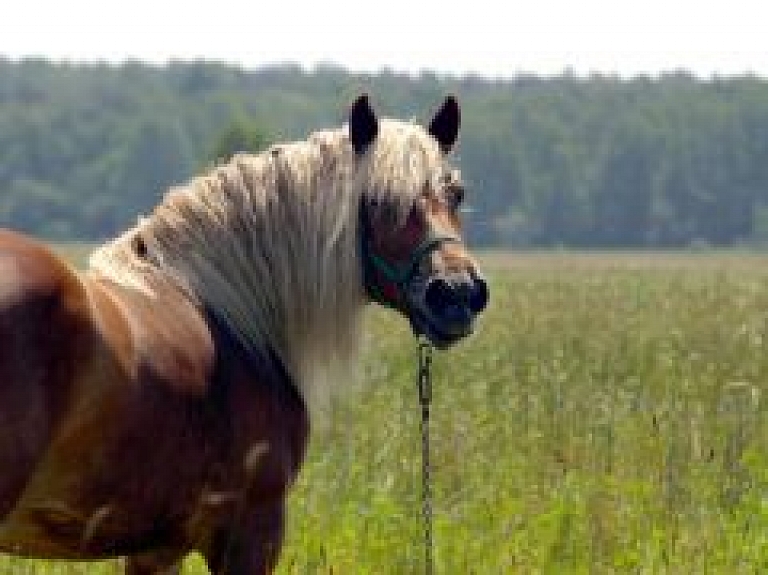 Kaplavas pagastā notiks zirgu un dabas izrāde "Kumeļu rotaļas"