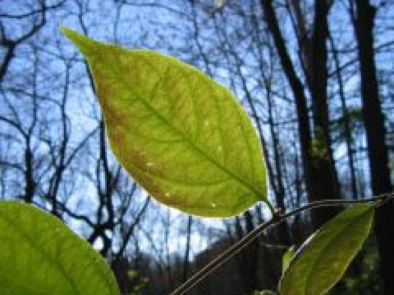 Rēzeknē gaisa temperatūra sasniedz 30,5 grādus