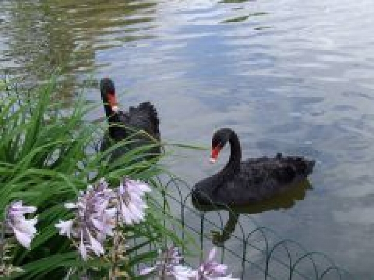 Nedēļas nogalē Spārītes parkā ieradīsies melnie gulbji