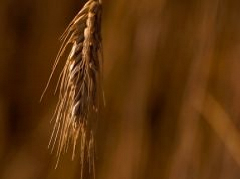 Jelgavas graudu pārstrādātājam "Zelta Vārpa Agro" pieteikta maksātnespēja