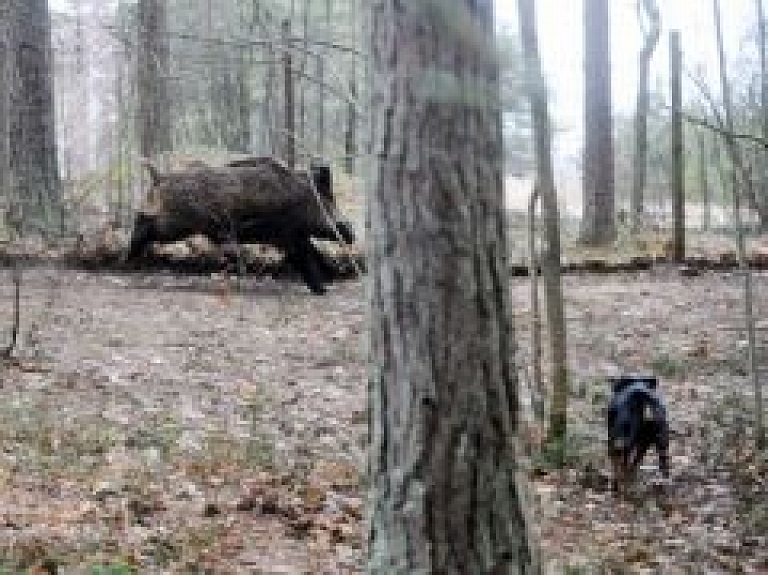 Pieaug ar ĀCM slimo mežacūku skaits