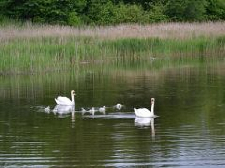 Limbažu Mazezeriņa gulbju pārim izšķīlušies mazuļi