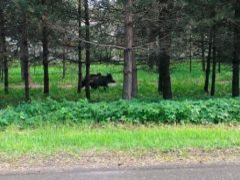 Aicina ziņot par pilsētvidē manītajām mežacūkām