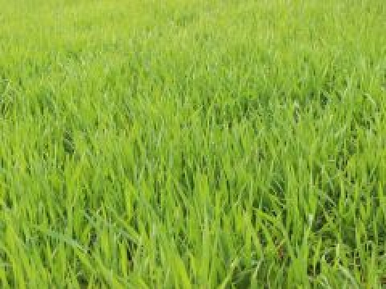 Arī šogad norisināsies konkurss "Skaistākais Kuldīgas dārzs un sakoptākā teritorija 2015"