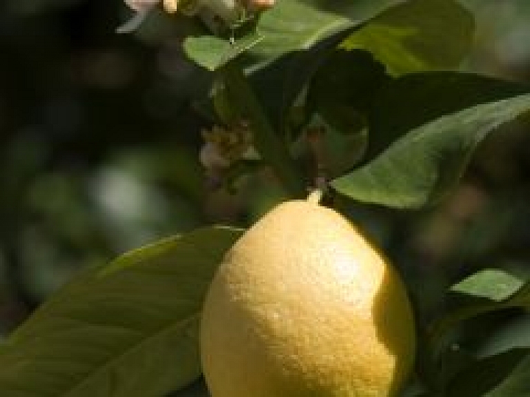 Kā audzēt citrusus