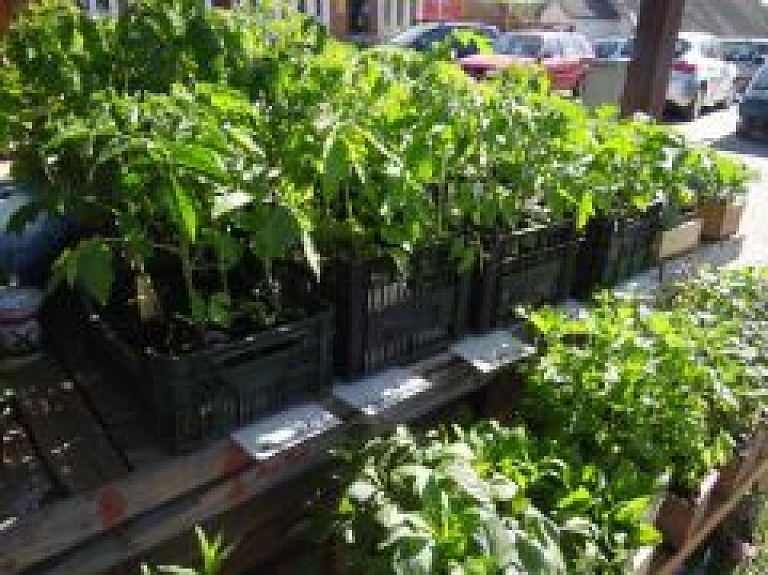 Viļakā būs lauku labumu tirdziņš