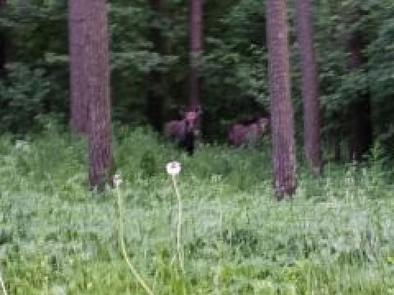 Valmierā manīts aļņu pāris