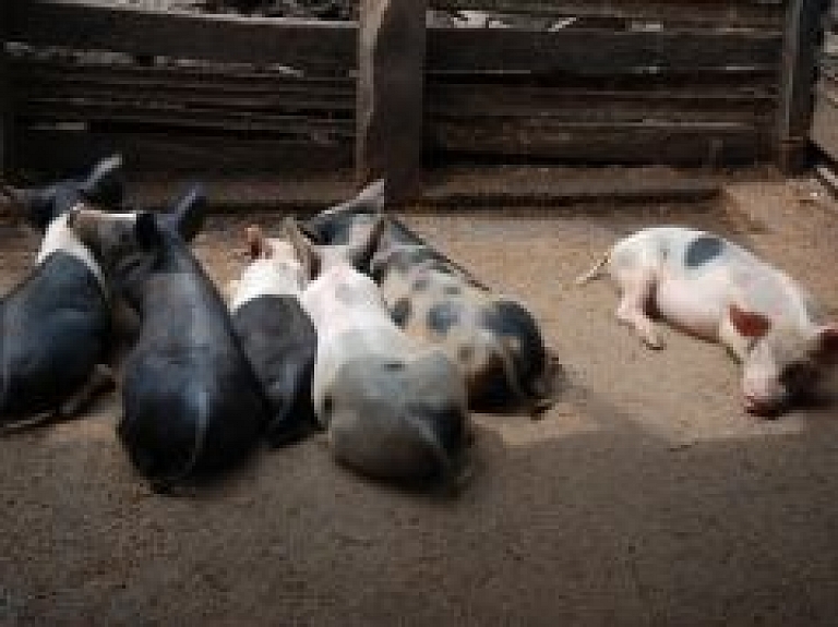 Daugavpils novadā Āfrikas cūku mēri konstatē 18 mājas cūkām