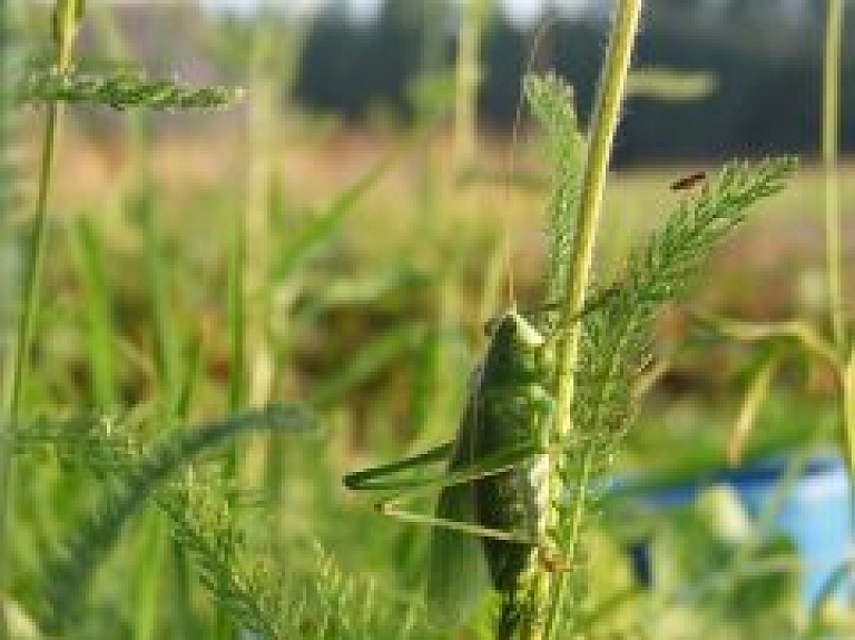 IeM pirks zemi Baltinavas novadā, lai ierīkotu robežas joslu ar Krieviju