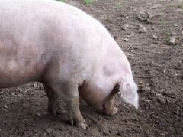 Dubnas pagastā ar Āfrikas cūku mēri slimās mājas cūkas iznīcinātas