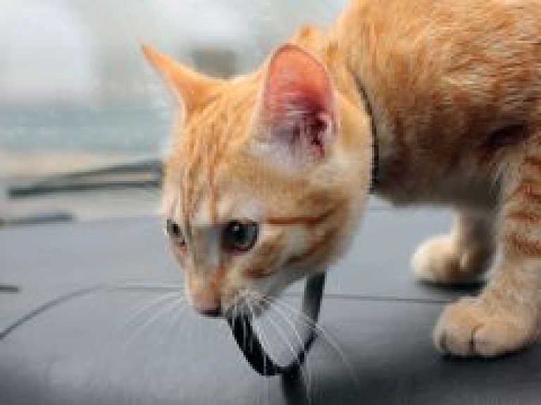 Valmierā kaķis iesprūst zem automašīnas motora pārsega