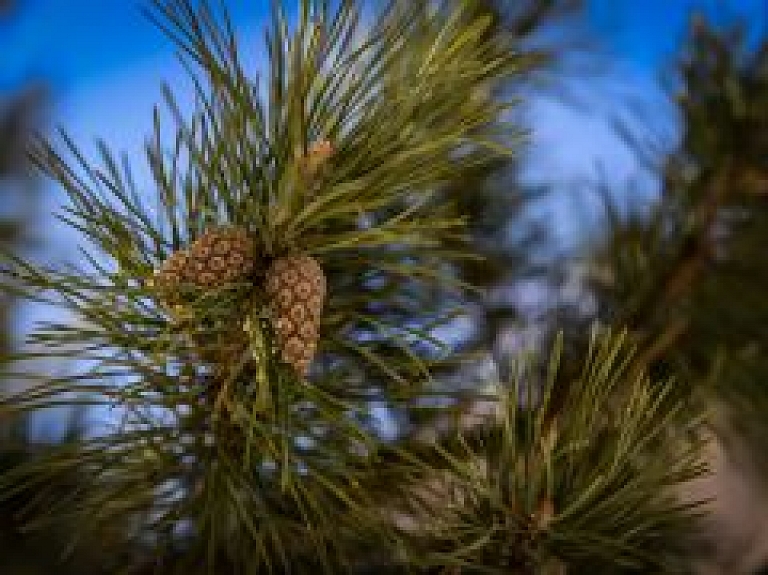 VMD brīdina par bīstama priežu kaitēkļa savairošanos Daugavpils novada mežos