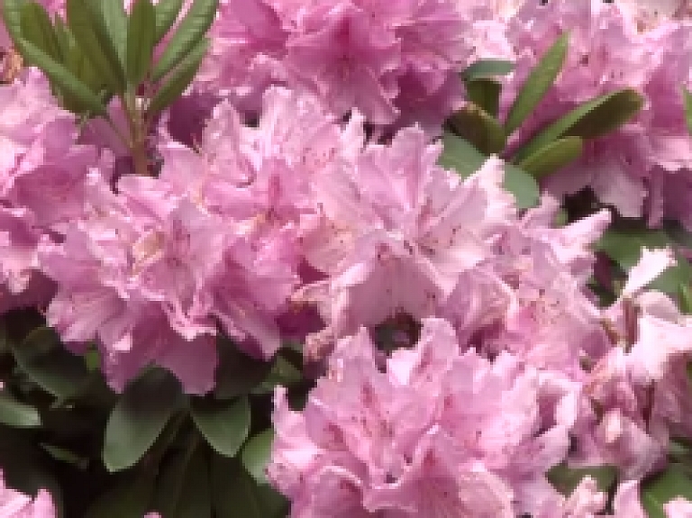 Aizputes TV: Rododendru dārzam Cīravā 5 gadi