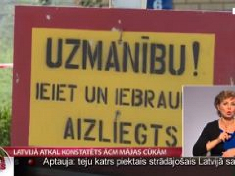 Latvijā atkal konstatēts ĀCM mājas cūkām