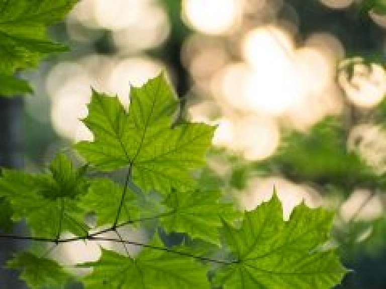 Jelgavas Trīsvienības baznīcas tornī notiks kļavu cepures gatavošana