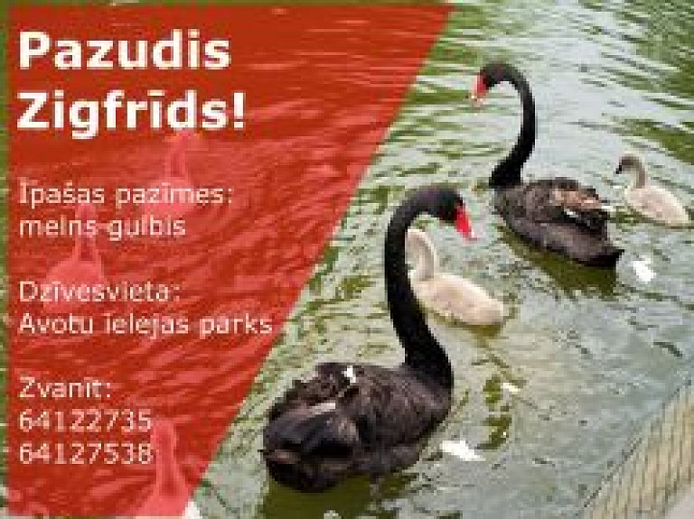 Pazudis Zigfrīds – Avotu ielejas parka melnais gulbis