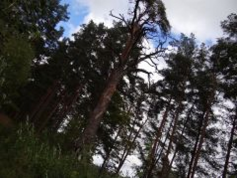Liepājā palīdz norāpties no koka