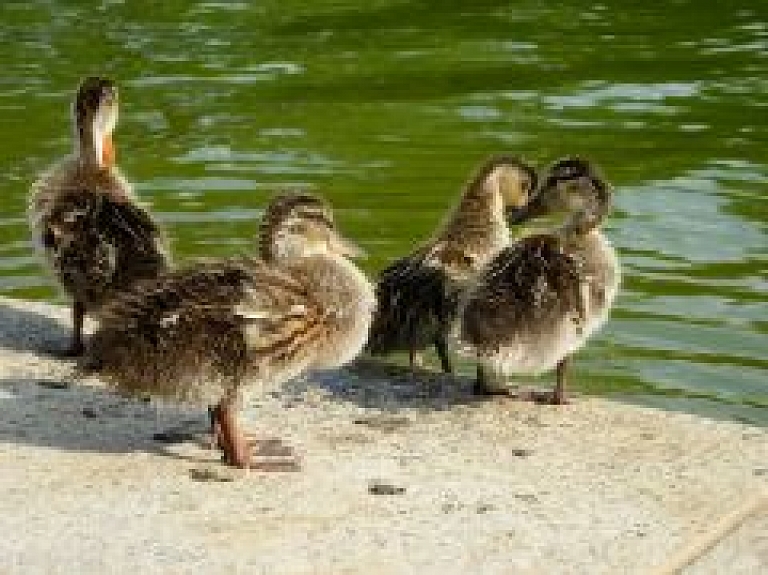 Limbažos caurtekā iekrituši pīlēni