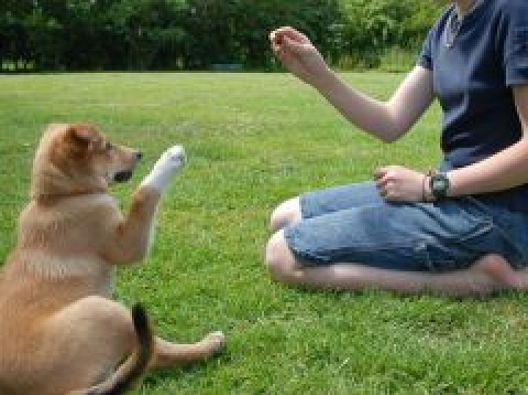 Balvos notiks suņu nacionālās daudzcīņas Latgales čempionāts