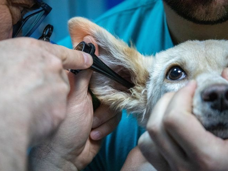 Kā saimniekam sagatavot suni veterinārās klīnikas apmeklējumam?