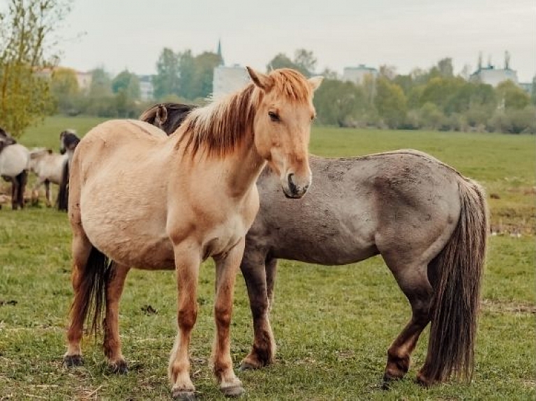 Lielupes palienes pļavas un savvaļas zirgi