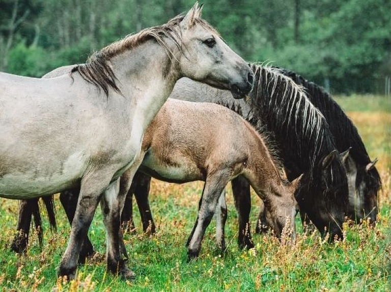 Savvaļas zirgu un tauru ganības Dabas parkā "Pape"