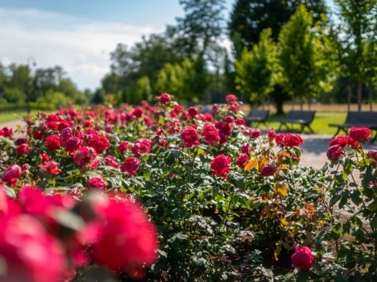 Ķemeru parkā pilnā plaukumā zied rozes