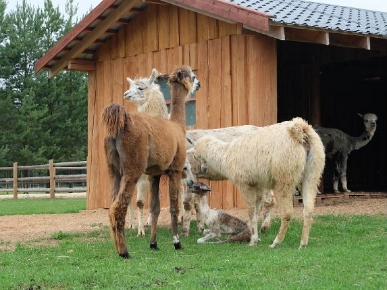 Kamieļu parks "Rakši"

