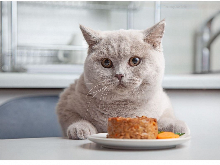 Kaķu barība – ko izvēlēties savam mīlulim?