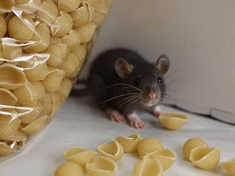 Deratizācija – efektīvākais risinājums cīņai pret grauzējiem