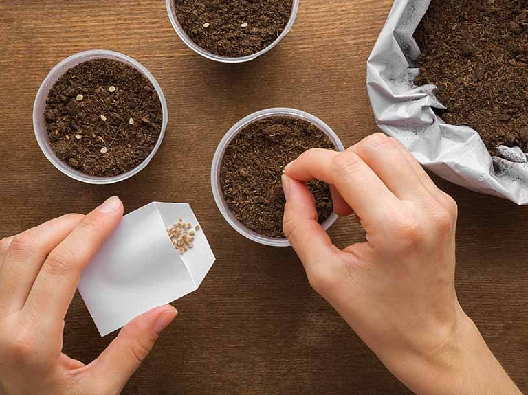 Kad labāk sēt tomātu sēklas? Labākais laiks stipru dēstu izaudzēšanai