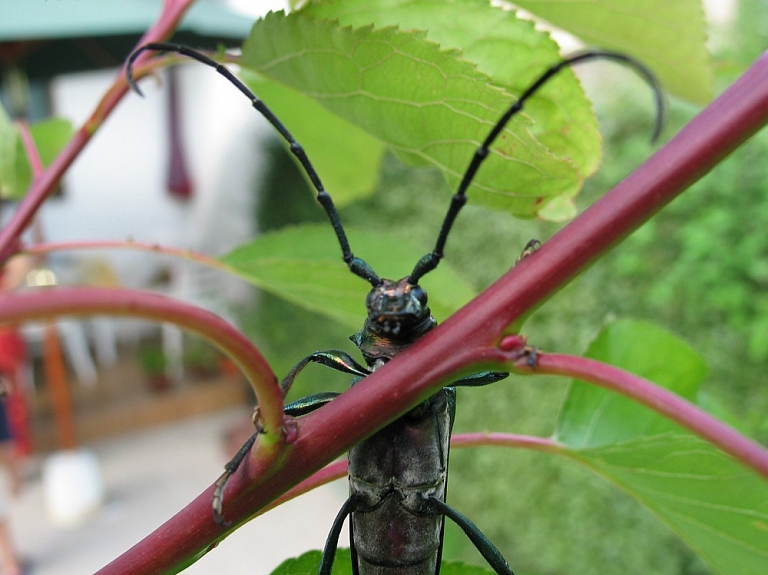 Cenšoties iznīcināt insektus, sieviete saindējas ar sadzīves ķīmiju

