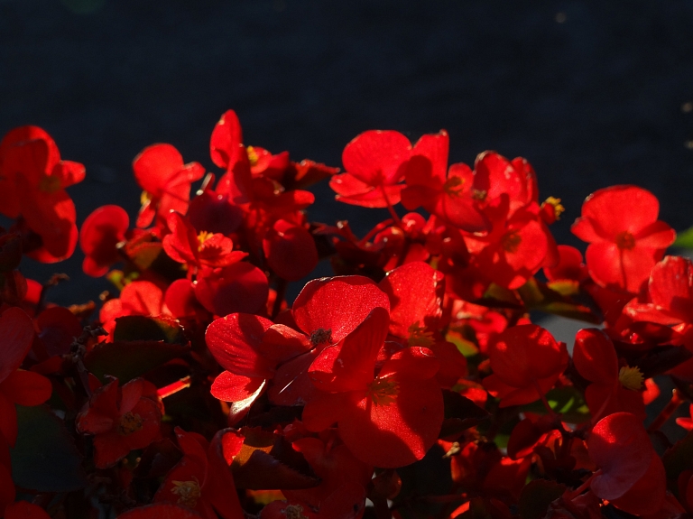 Šonedēļ notiks Balvu novada svētki