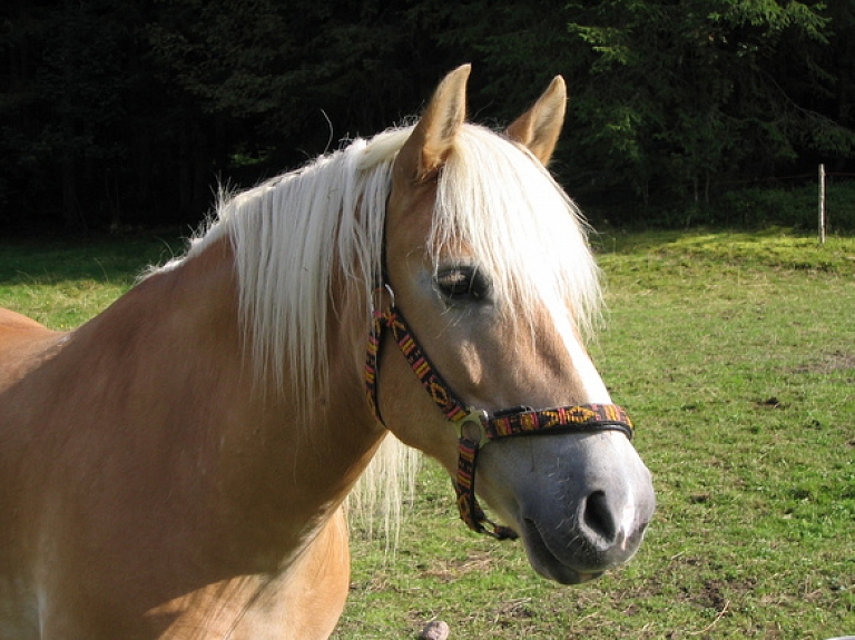 Krāslavas novadā notiks izrāde "Kumeļu rotaļas"