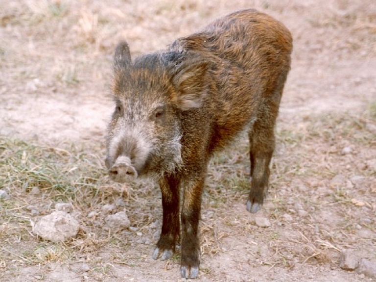 No Rīgas teritorijas izvestas vēl sešas mežacūkas

