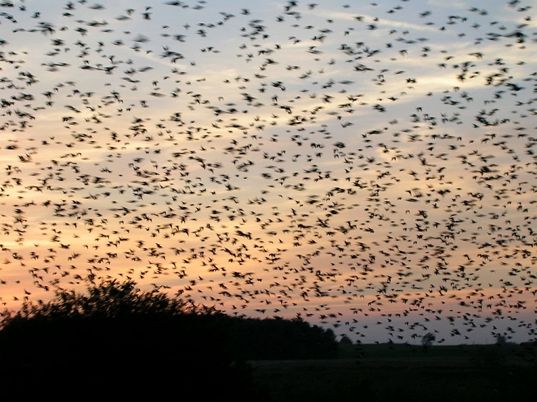 Ornitoloģiskā vasara beigusies, putniem sākusies aktīva rudens migrācija

