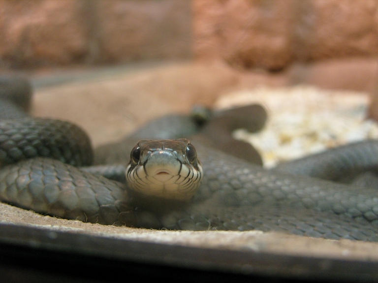 Glābēji Carnikavas novadā notver virtuvē iemaldījušos čūsku