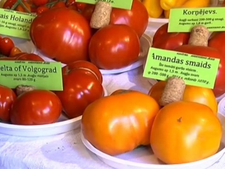 Vidzemes TV: Valmieras muzejā atklāta
tomātu izstāde