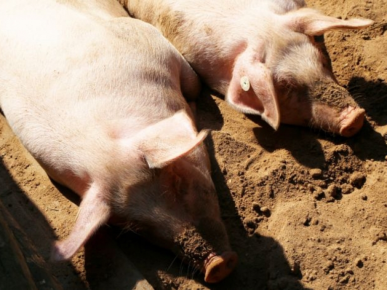 Āfrikas cūku mēris konstatēts mājas cūkām Griškānu pagastā
