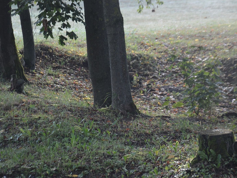 Ādažu novada teritorijā nozāģēti vecie koki   