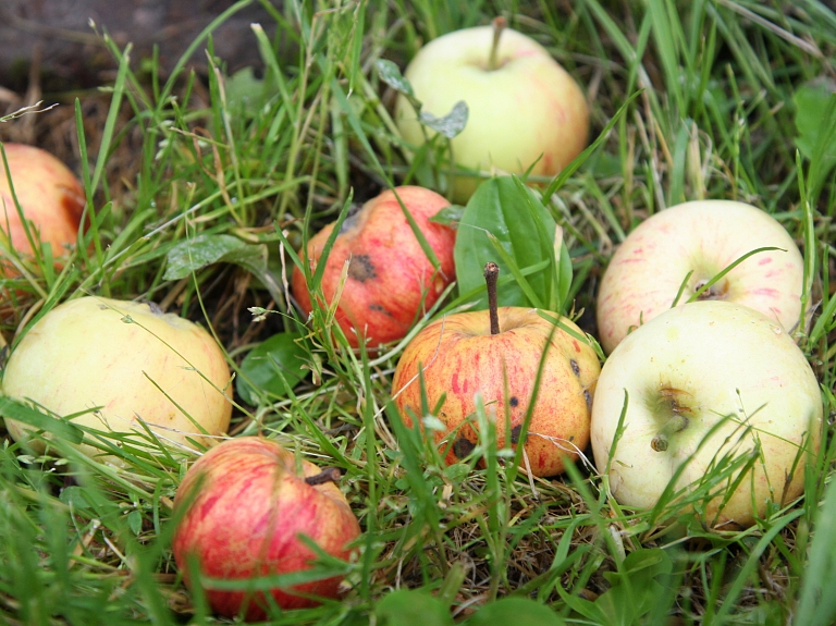 Cēsīs bojātos ābolus bez maksas pieņem katru dienu

