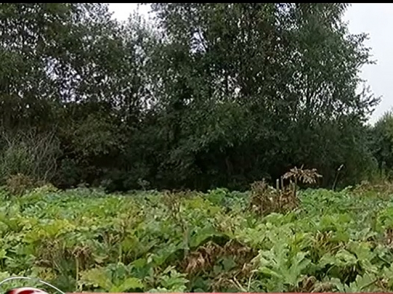 Gulbenes novadā apkaro latvāņus   

      
    


