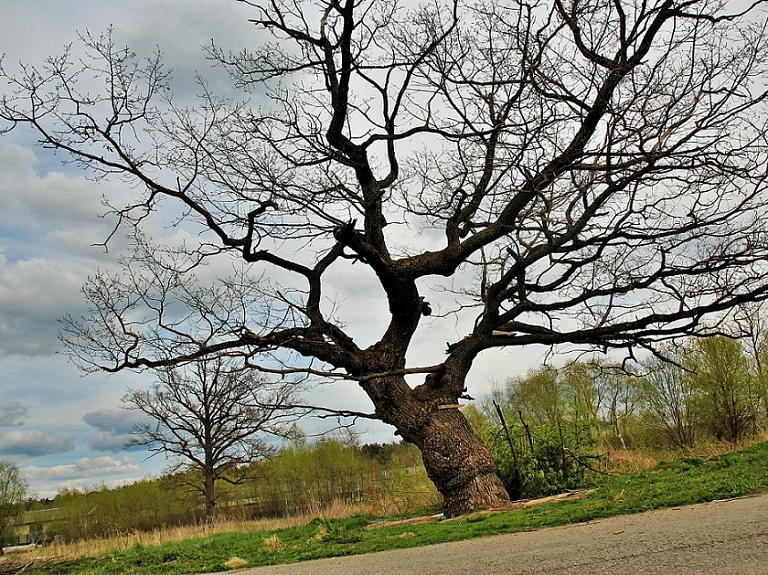 Vēl iespējams ziņot par dižkokiem Ādažu novadā

