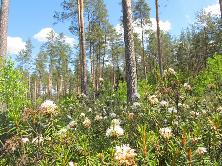 Kooperācijas iespējas mežsaimniecībā – seminārs 1. oktobrī Valmierā