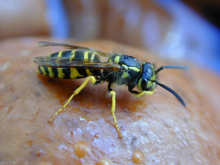 Kurzemē un Zemgalē vairākus cilvēkus nopietni sadzēlušas lapsenes un irši