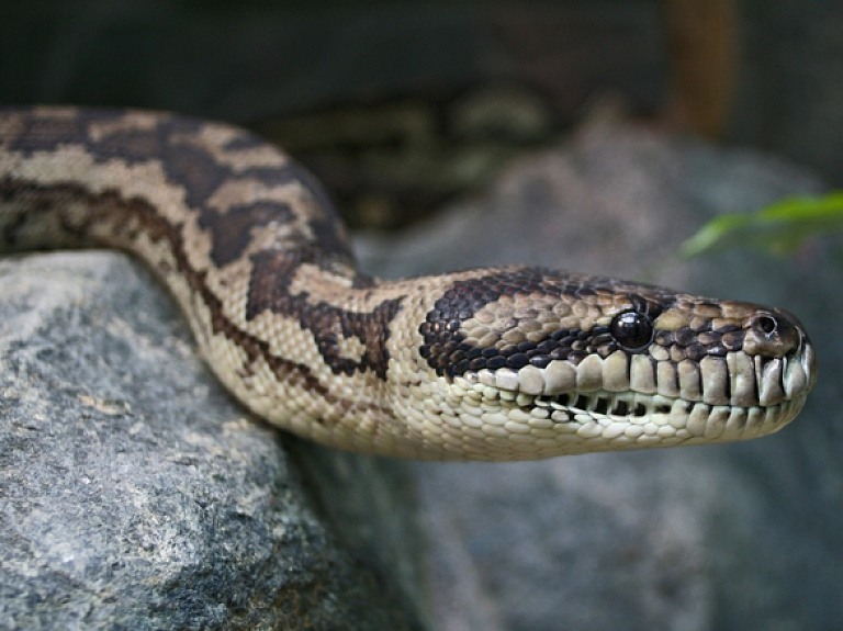Ugunsdzēsēji Ludzā atbrīvo automašīnas motora nodalījumā iesprūdušu čūsku

